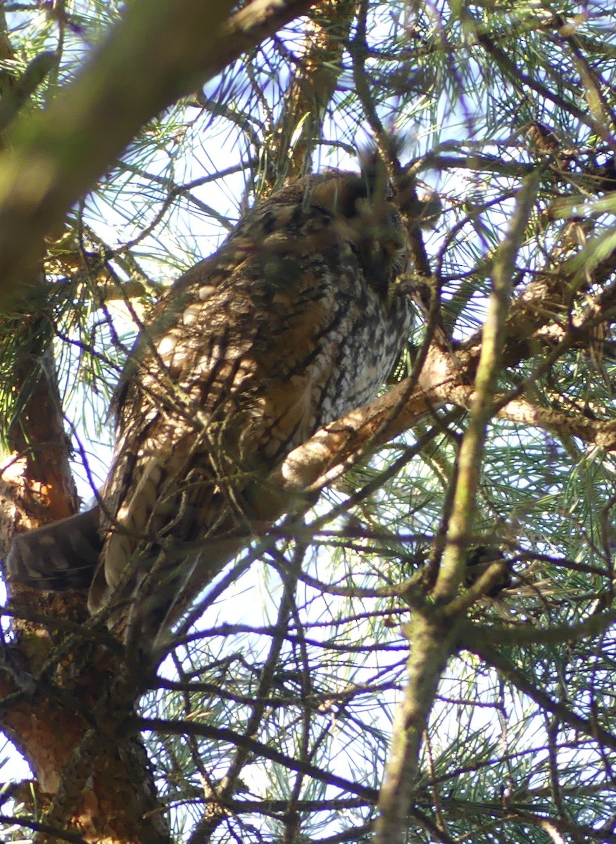 Long-eared Owl - ML614053138