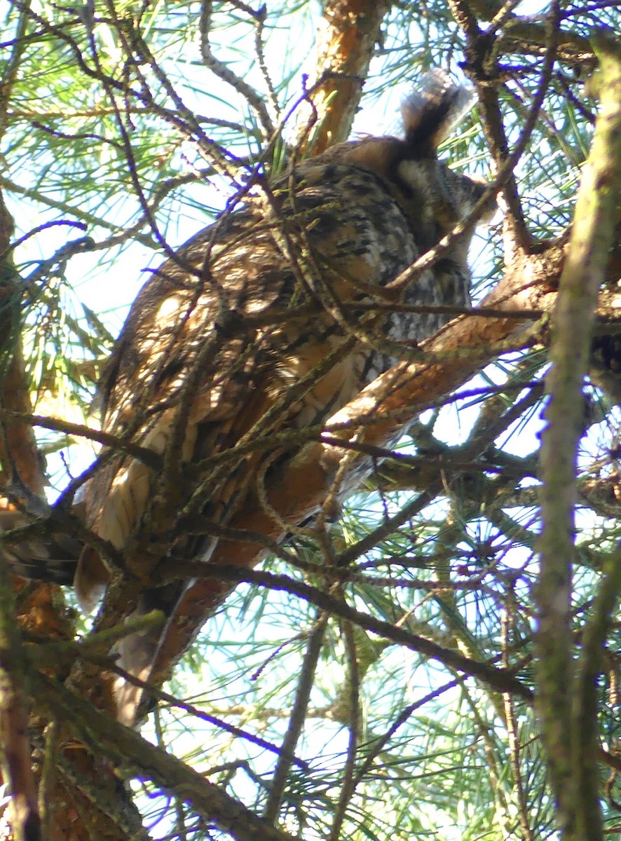 Long-eared Owl - ML614053142