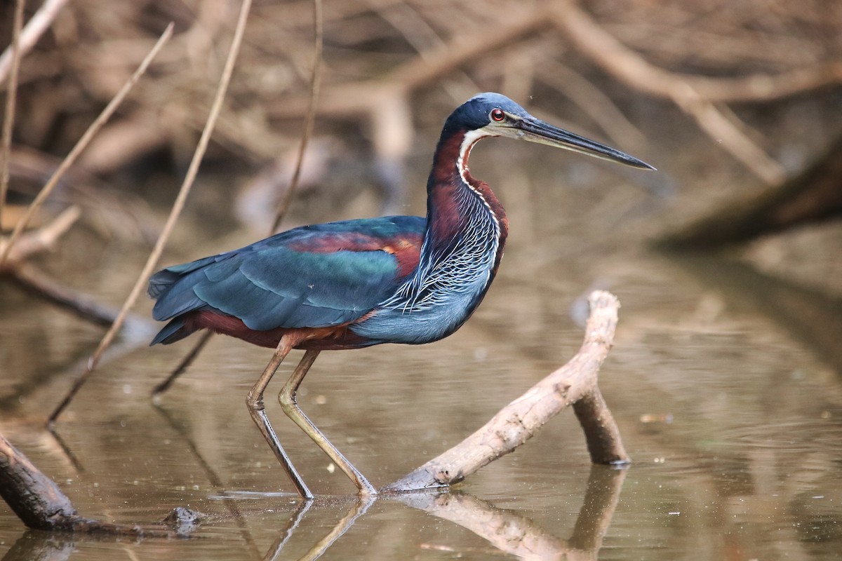 Garza Agamí - ML614053177