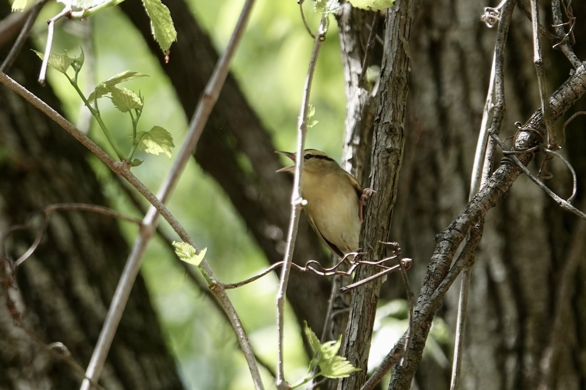 Worm-eating Warbler - Dave Williams