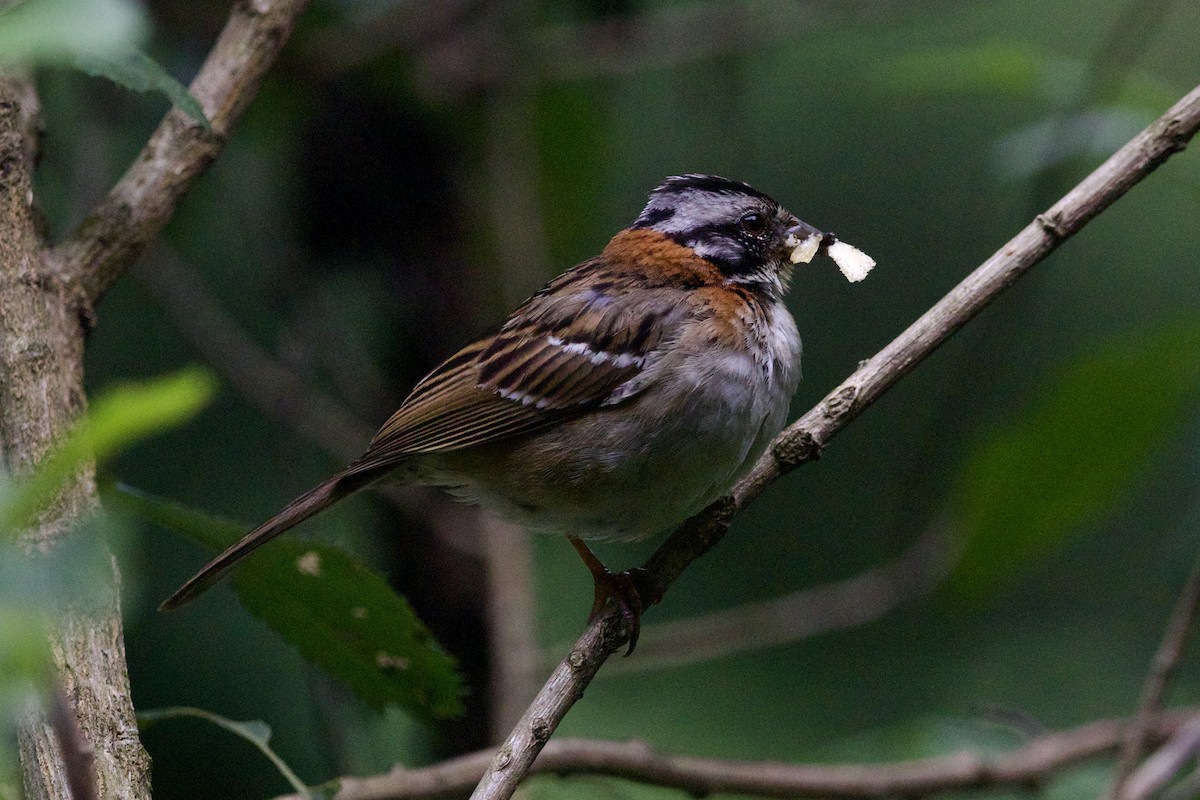 Rufous-collared Sparrow - ML614053301