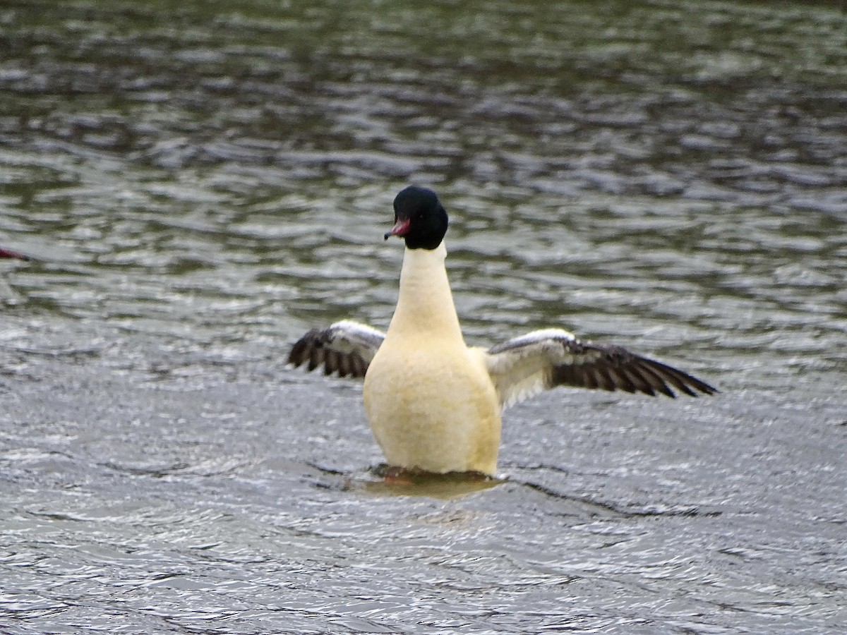 Common Merganser - ML614053334