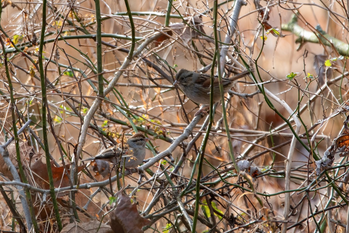 Chipping Sparrow - ML614053339