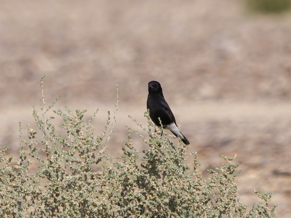 Mourning Wheatear (Basalt) - ML614053397