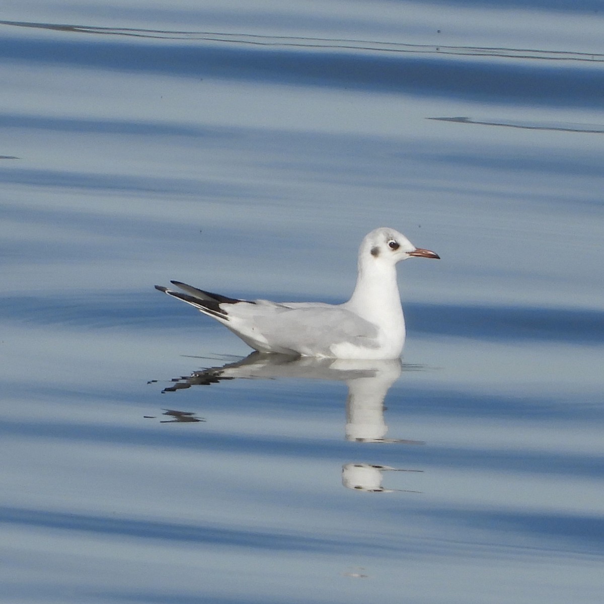 Gaviota Reidora - ML614053406