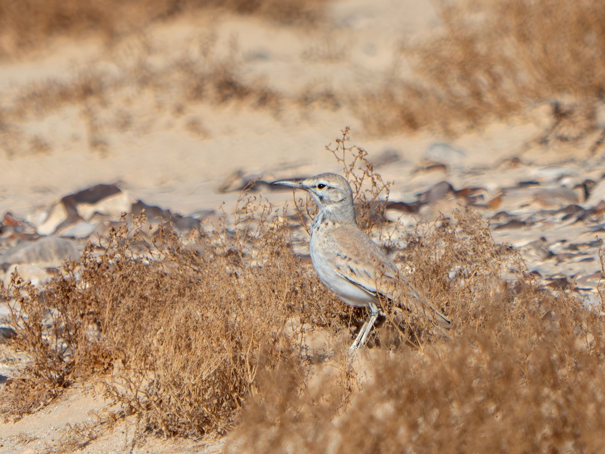 Greater Hoopoe-Lark (Mainland) - ML614053409