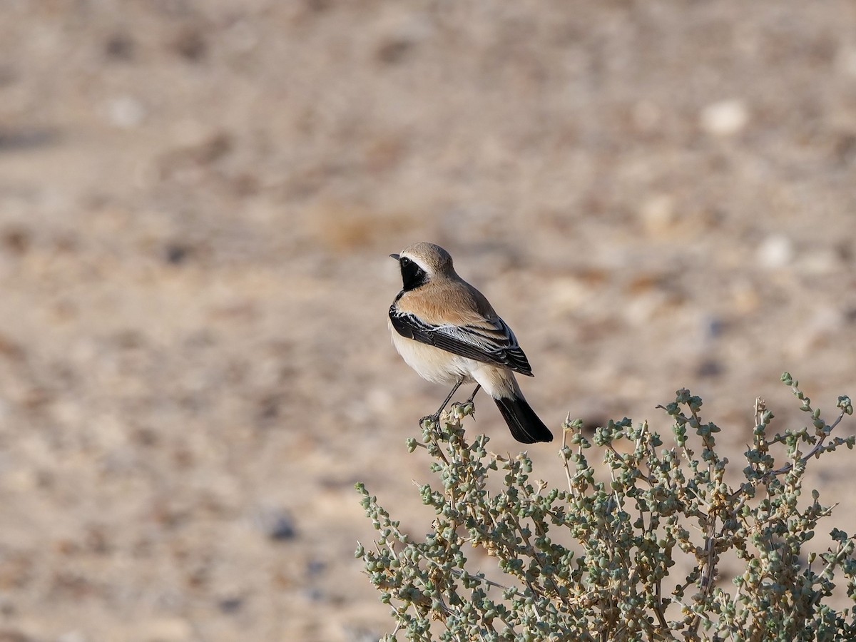 Desert Wheatear - ML614053419