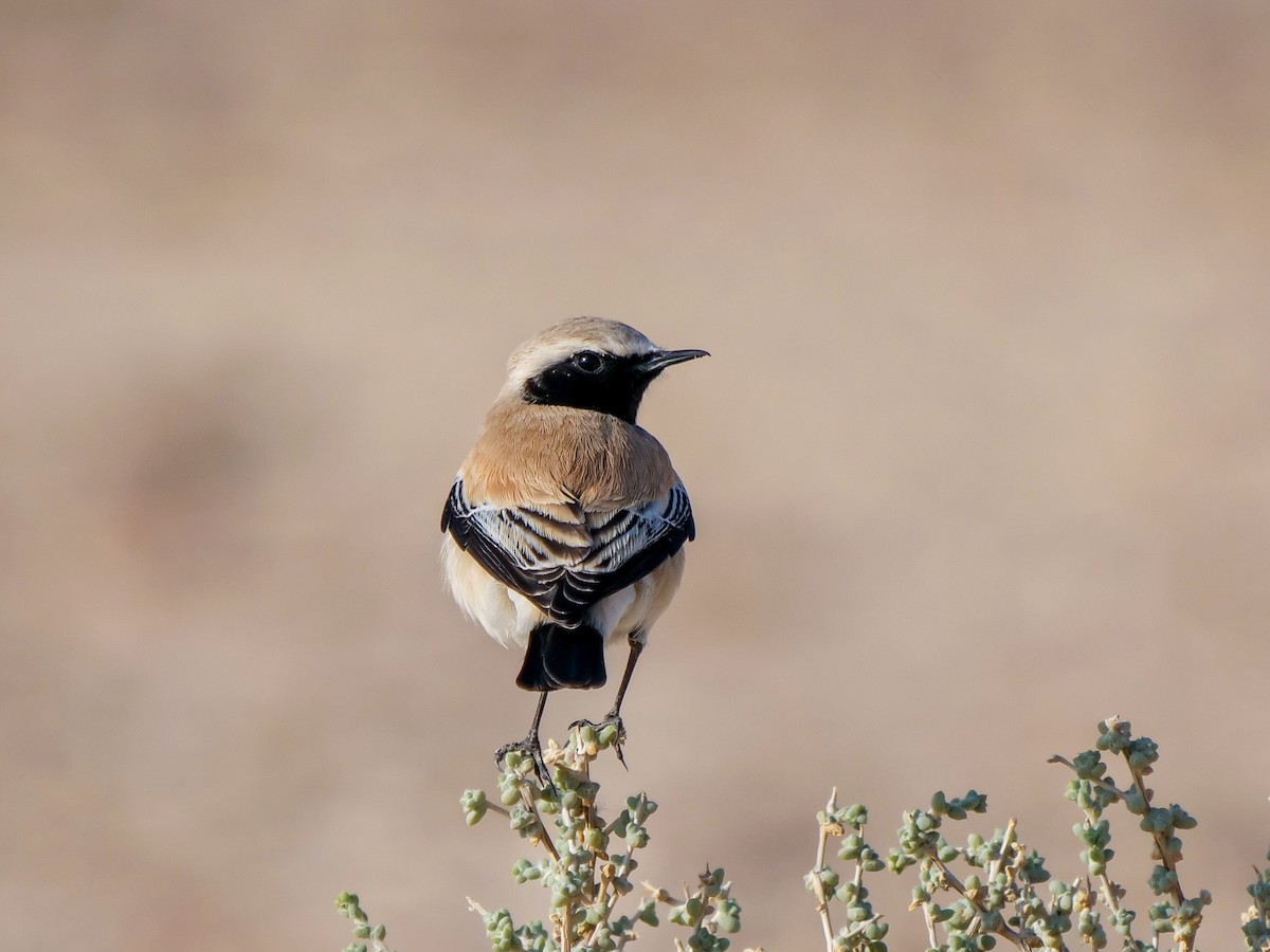 Desert Wheatear - ML614053420