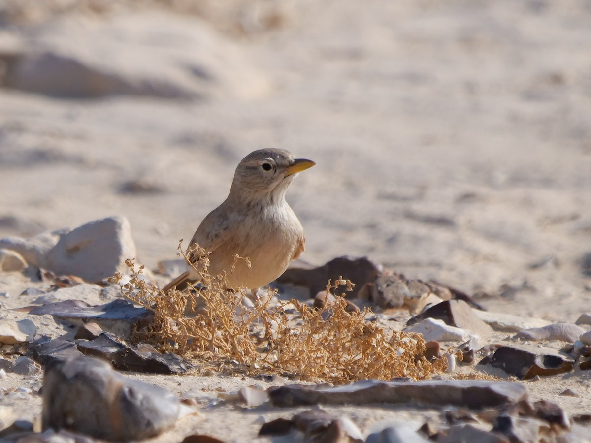 Desert Lark - ML614053425