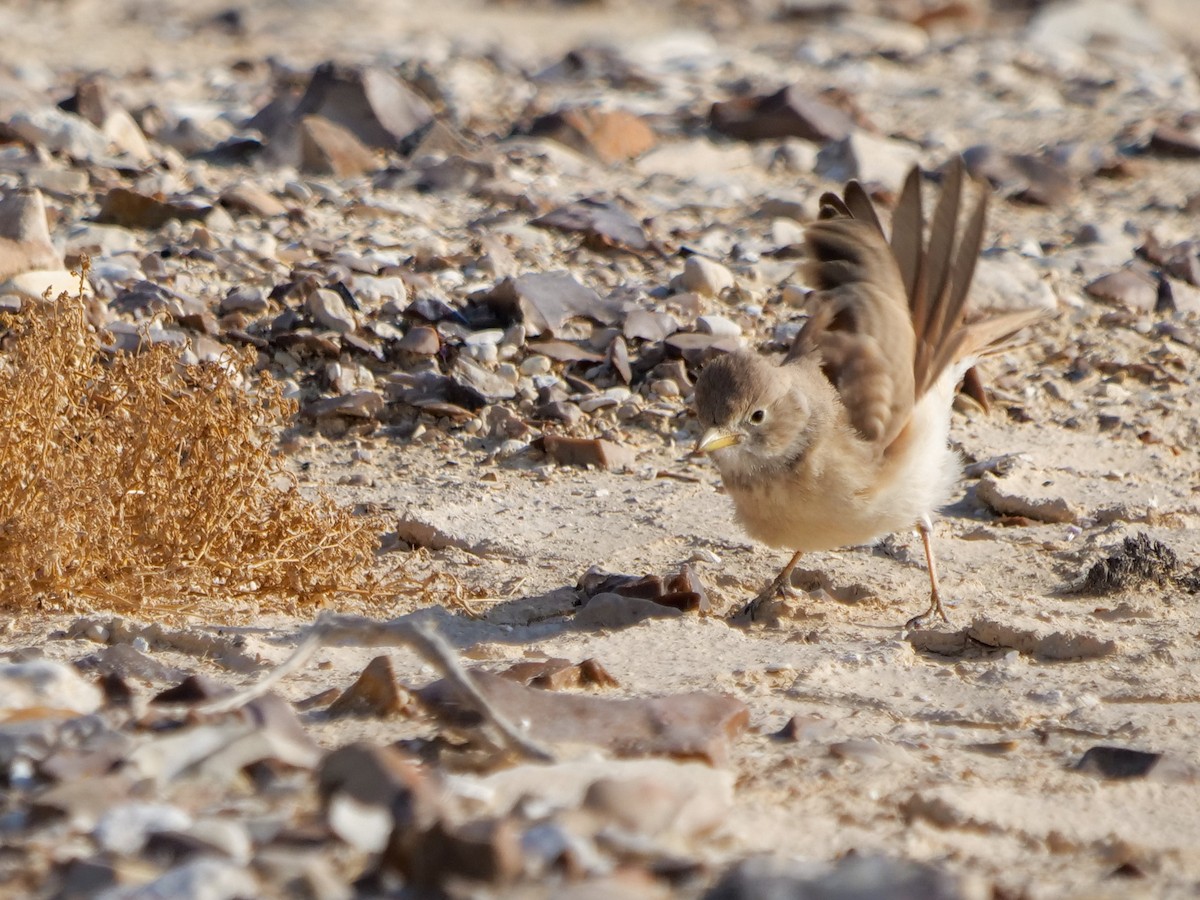 Desert Lark - ML614053426