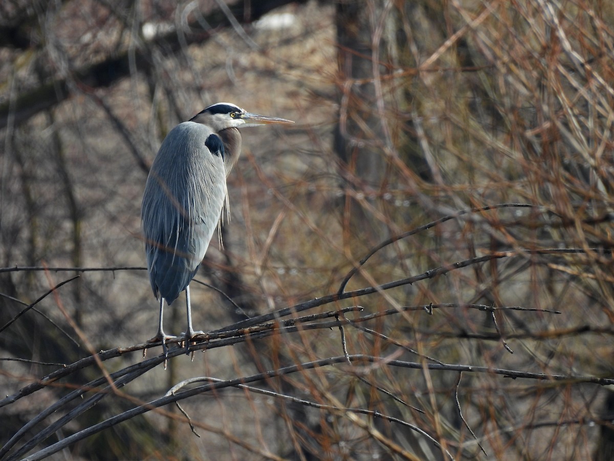 Great Blue Heron - ML614053451