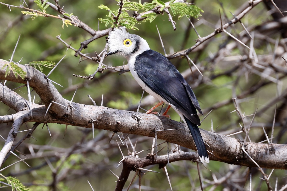 White Helmetshrike - ML614053574