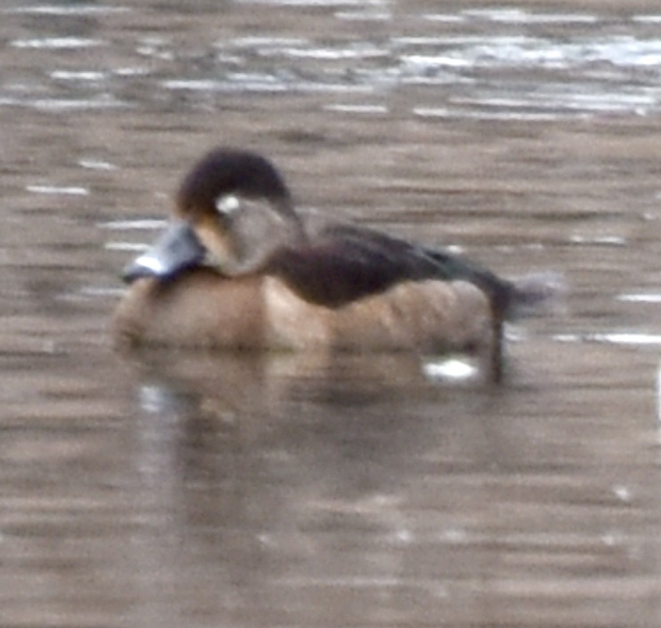 Ring-necked Duck - ML614053597