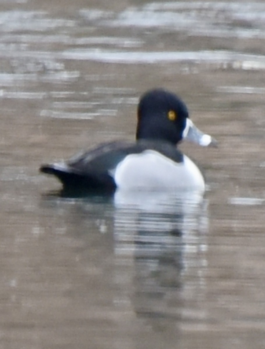 Ring-necked Duck - ML614053598