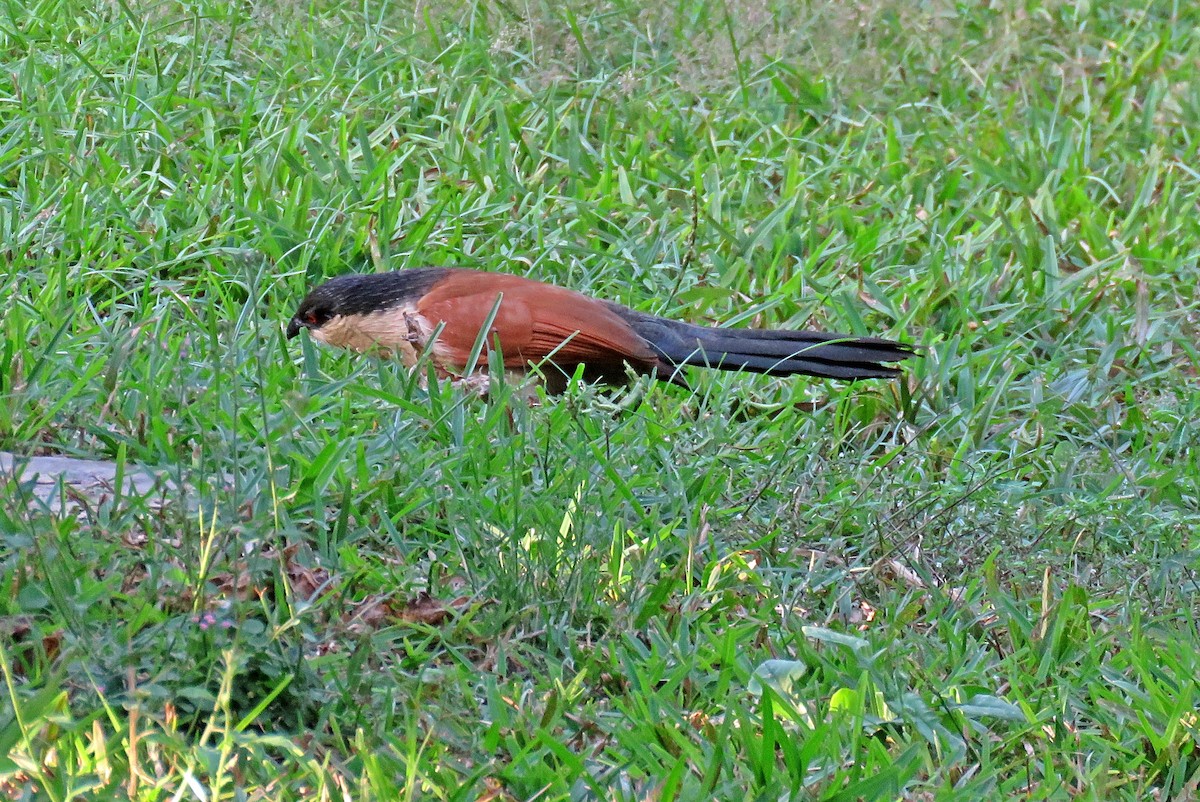 Senegal Coucal - ML614053608