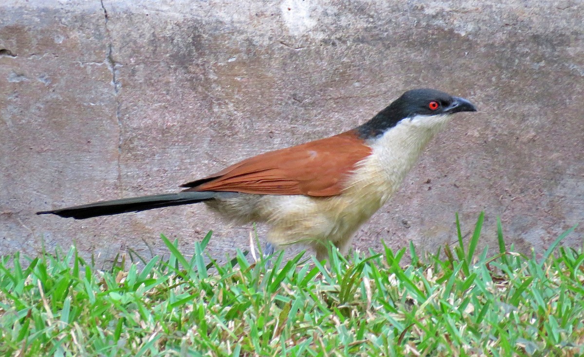 Senegal Coucal - ML614053609