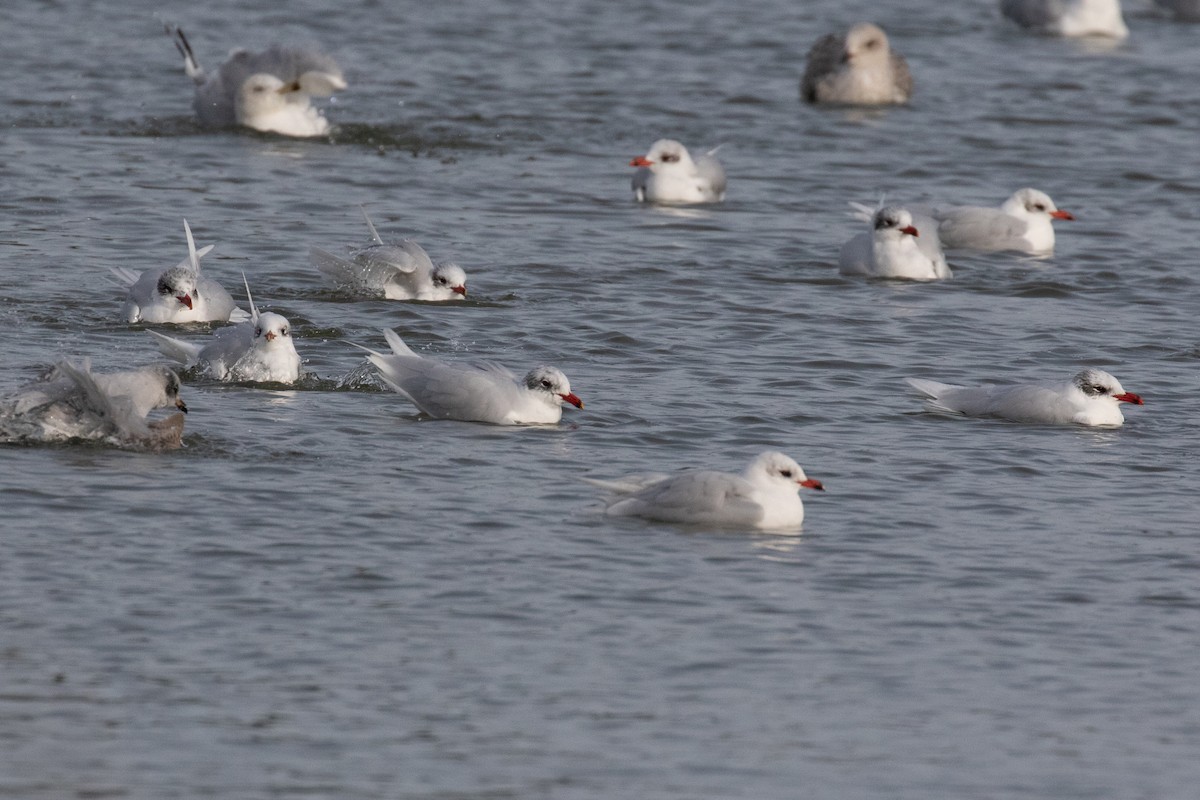 Mediterranean Gull - ML614053854