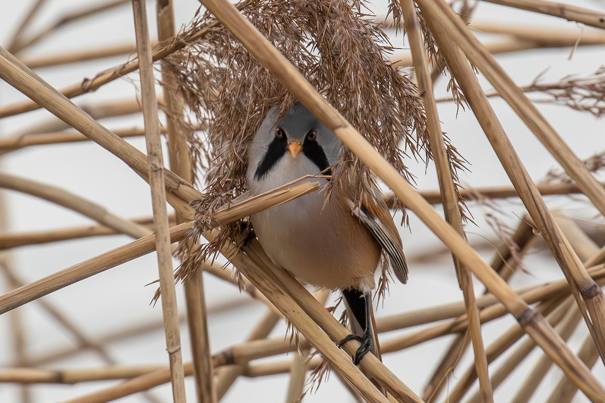 Bearded Reedling - ML614053861