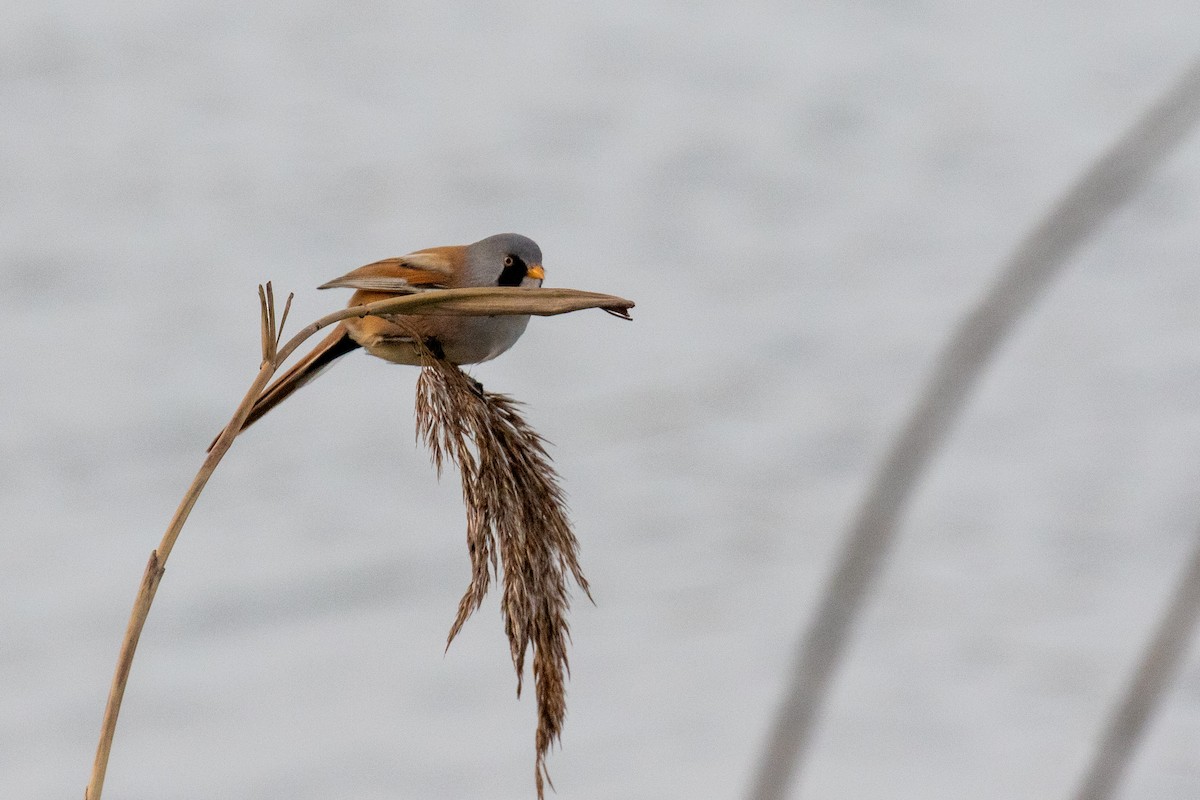 Bearded Reedling - ML614053863