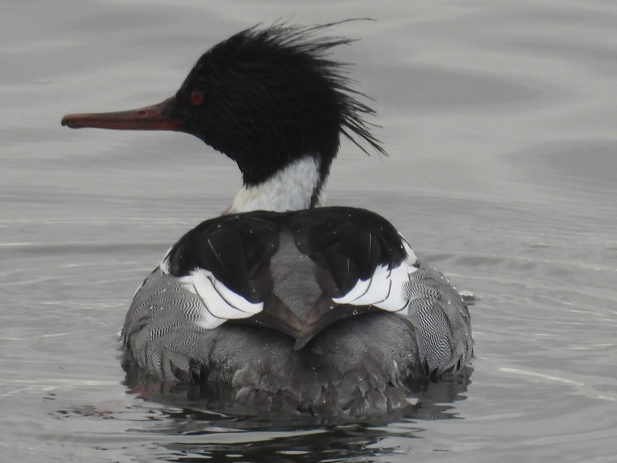 Red-breasted Merganser - Robert Rimkoski