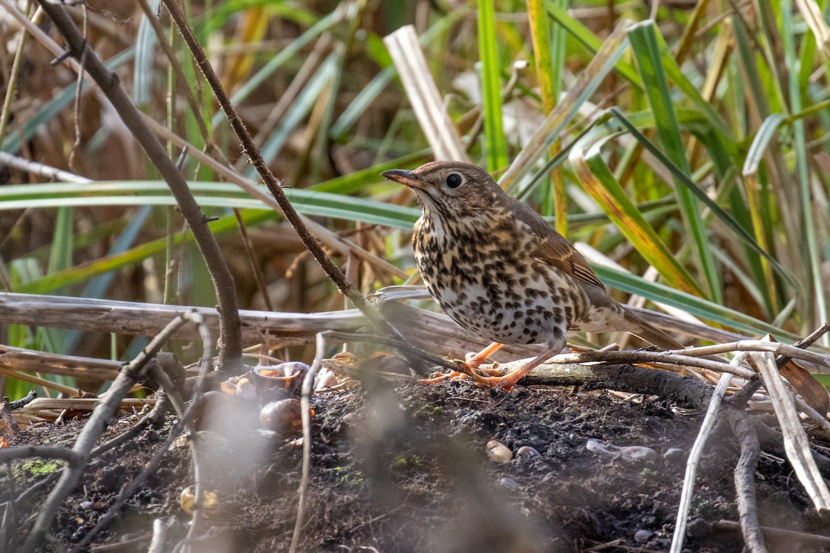 Song Thrush - Ian Sherriffs