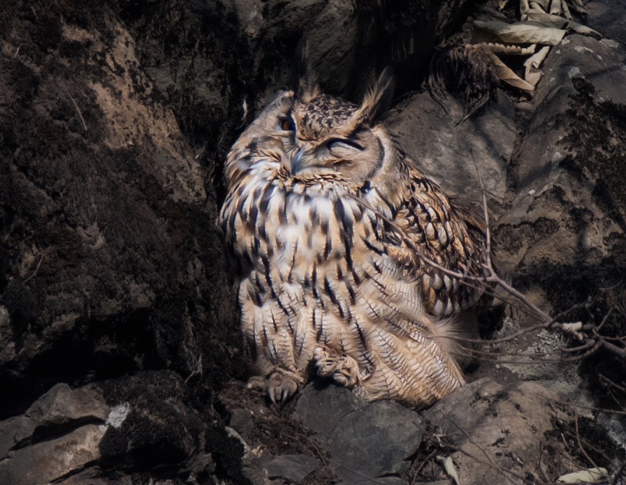 Eurasian Eagle-Owl - ML614053940