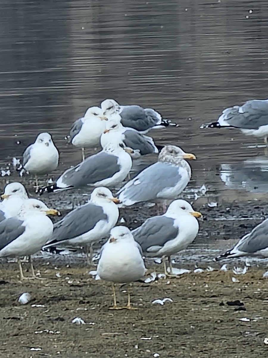 Gaviota Argéntea - ML614053962