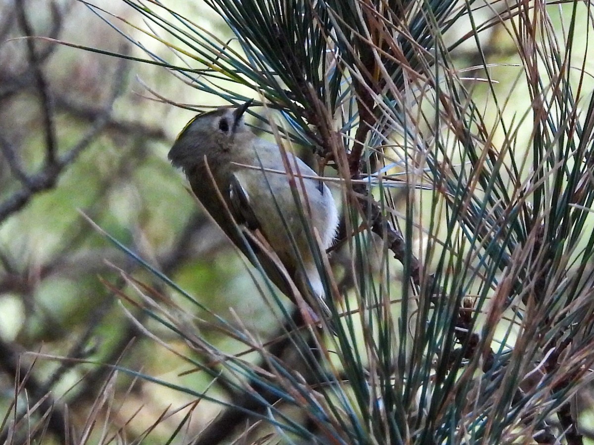 Goldcrest - ML614054007