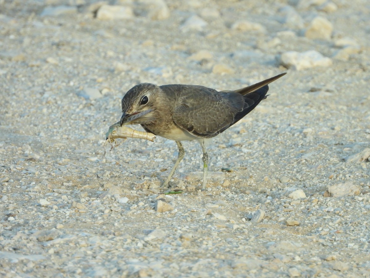 Collared Pratincole - Eitan C.