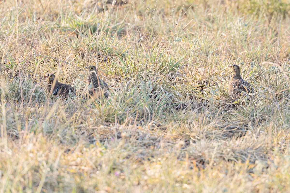 Double-banded Sandgrouse - ML614054142