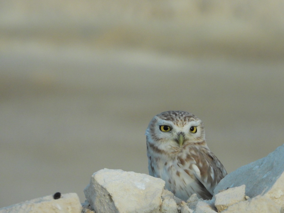 Little Owl - Eitan C.