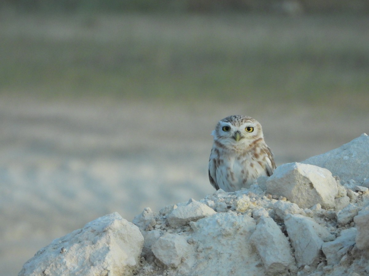 Little Owl - ML614054187