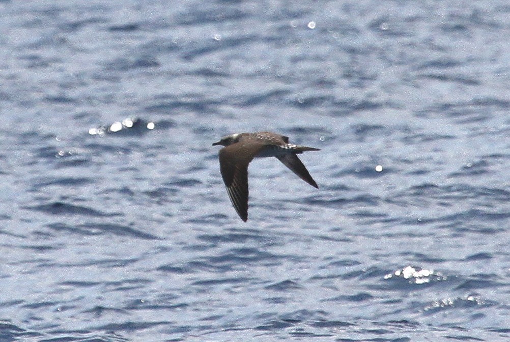 Long-tailed Jaeger - ML614054192