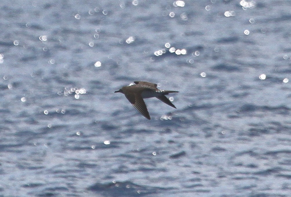 Long-tailed Jaeger - ML614054193
