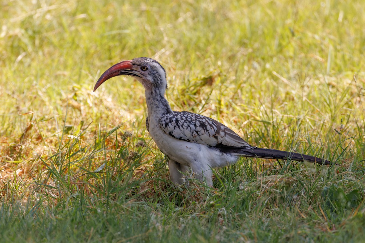 Southern Red-billed Hornbill - ML614054219