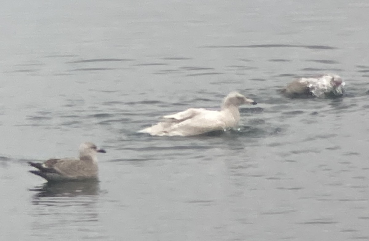 Glaucous Gull - ML614054283