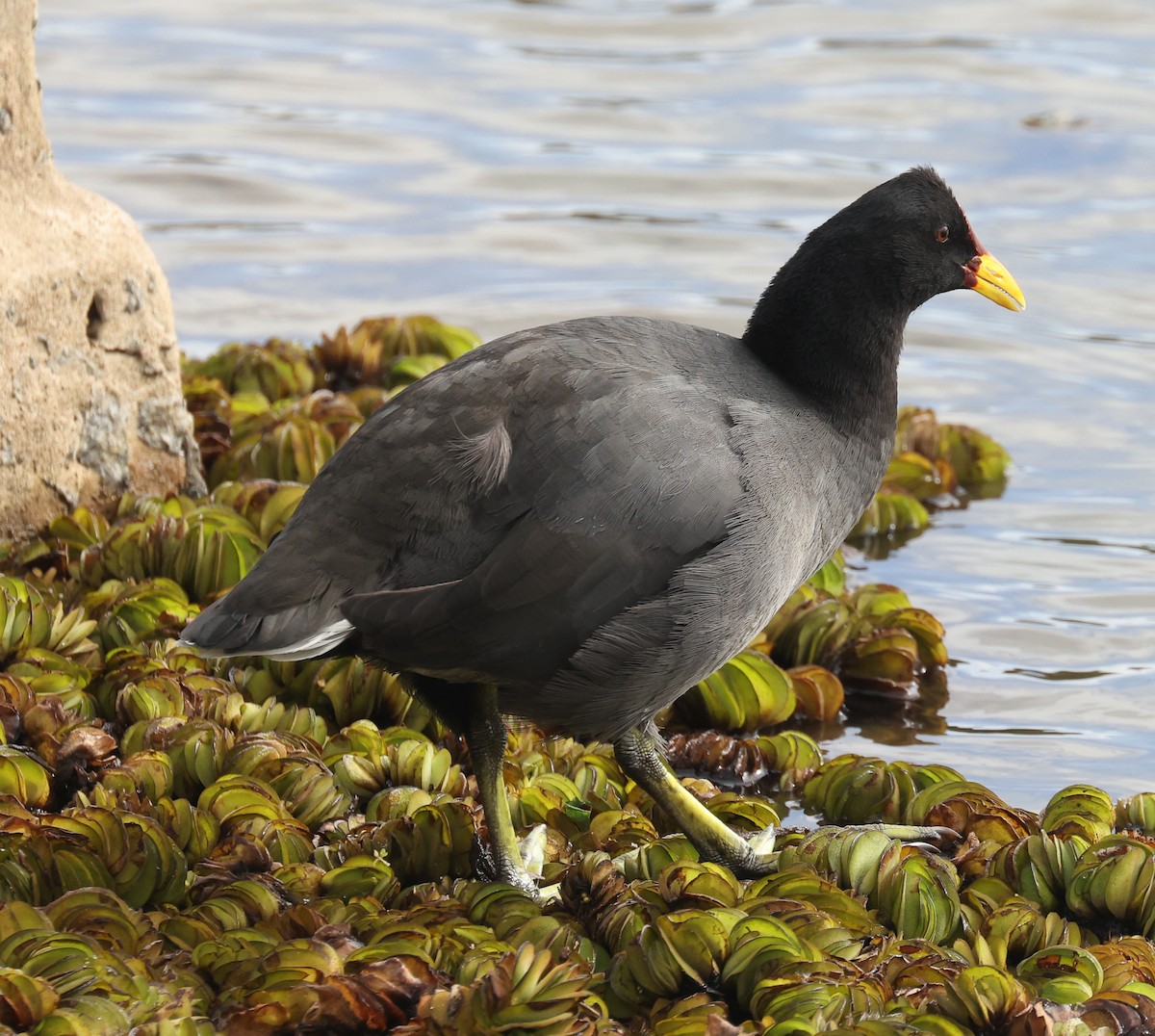 Red-fronted Coot - ML614054284