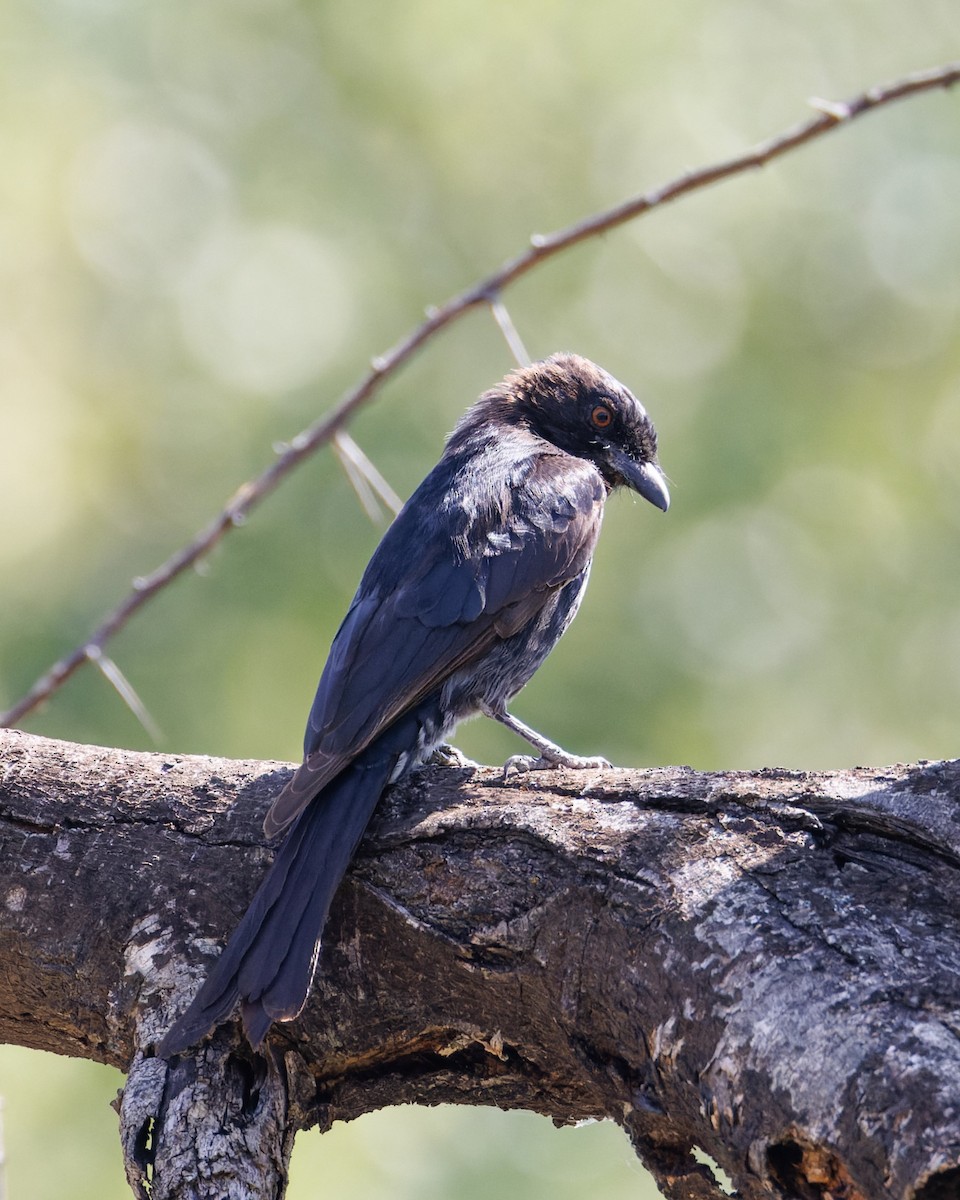Fork-tailed Drongo - ML614054285