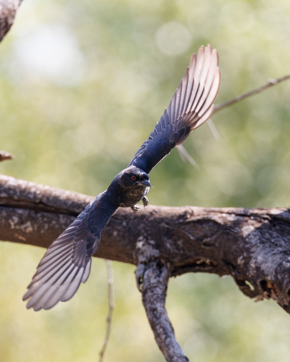 Fork-tailed Drongo - ML614054288