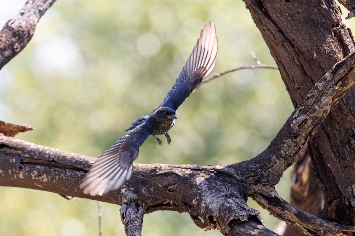 Fork-tailed Drongo - ML614054289
