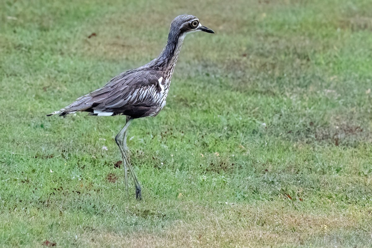 Bush Thick-knee - ML614054311