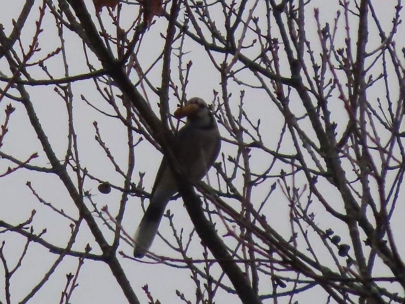 Blue Jay - Tracy The Birder