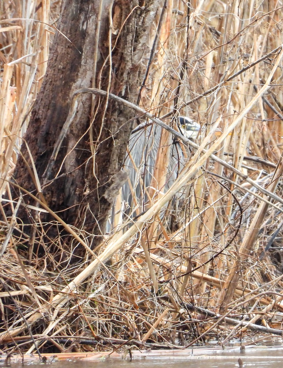 Great Blue Heron - ML614054346