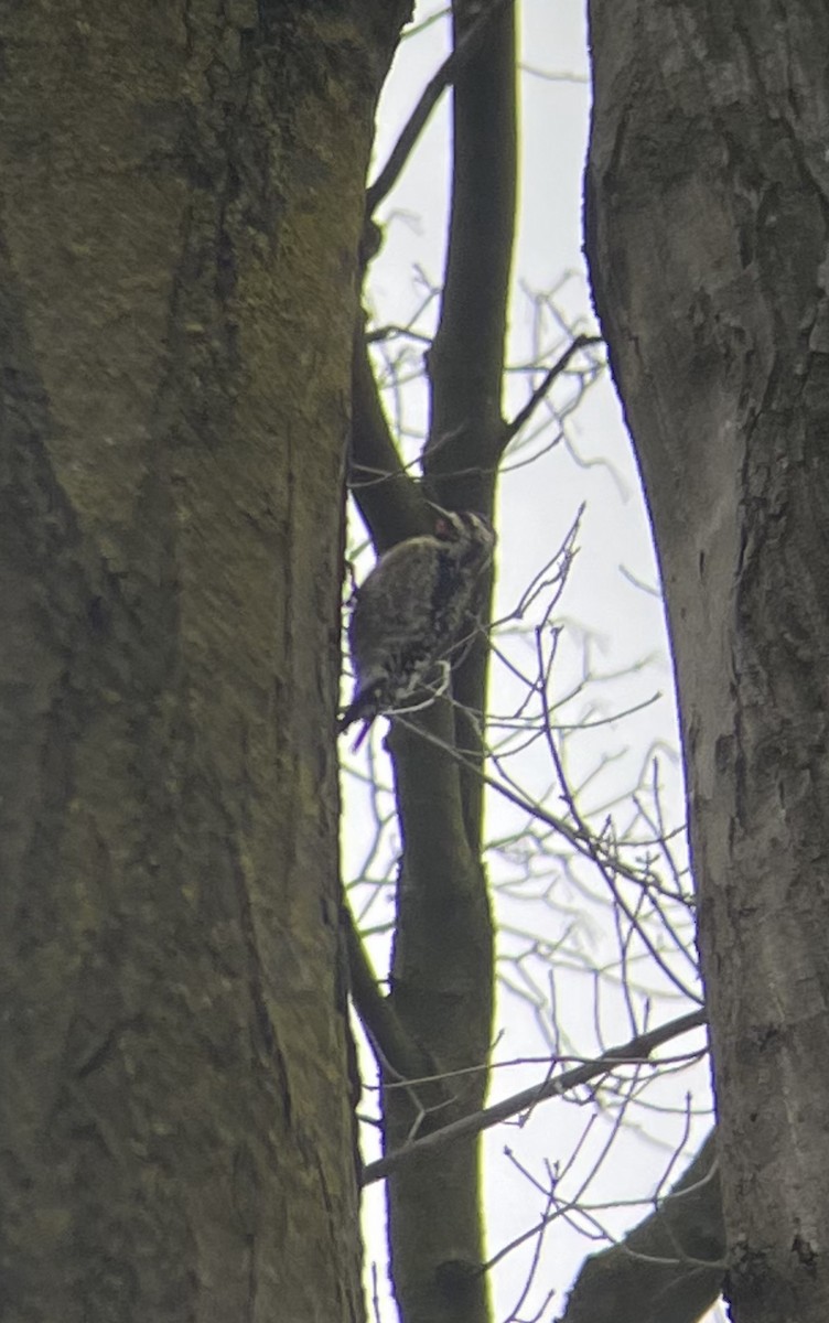 Yellow-bellied Sapsucker - ML614054384