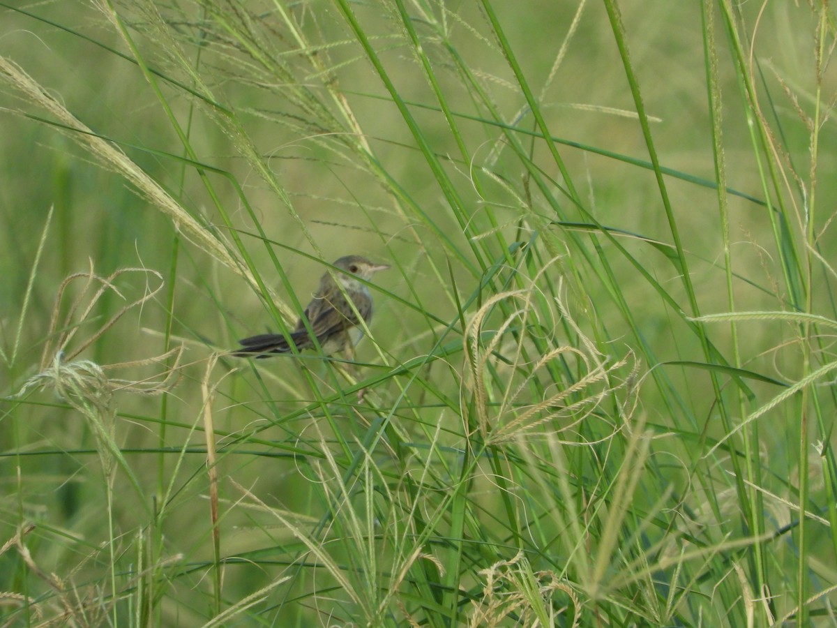 Delicate Prinia - Eitan Cohen
