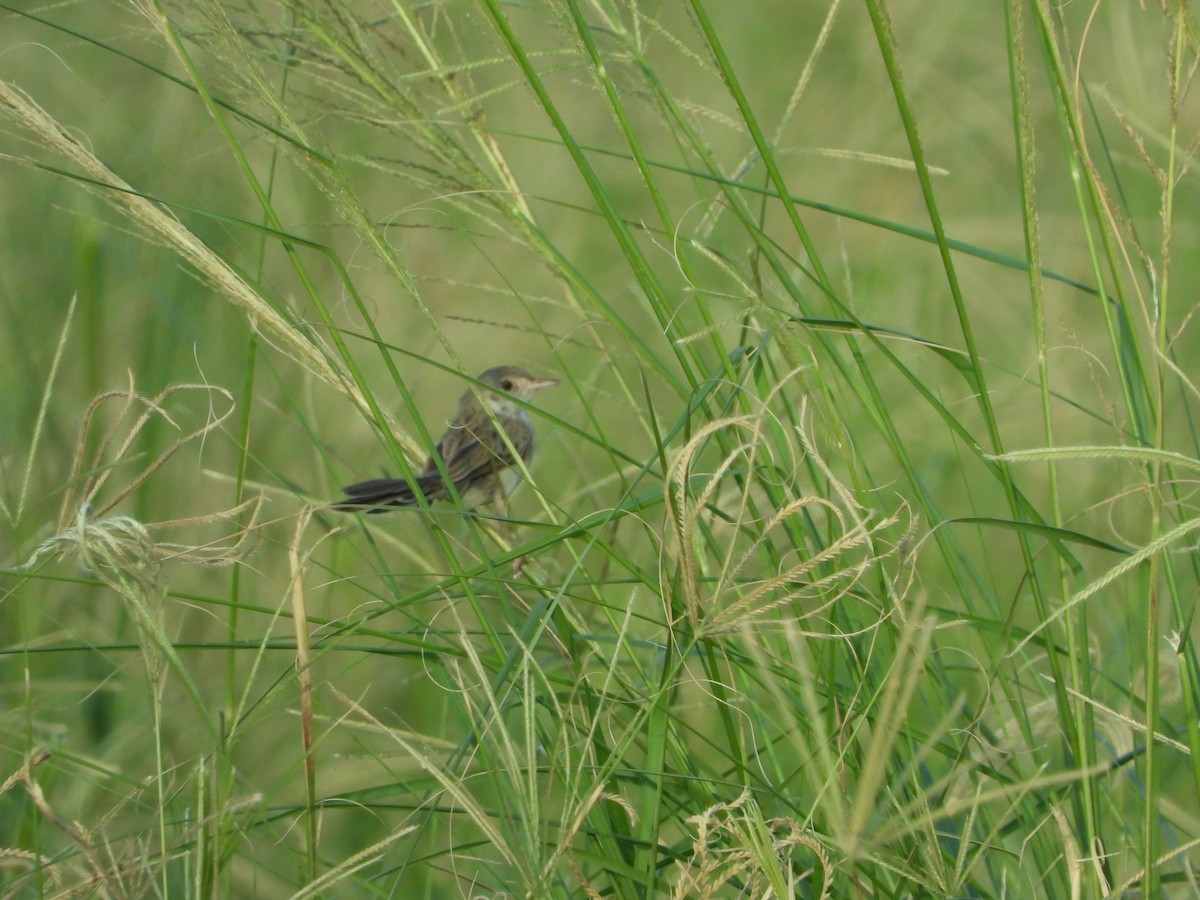 Delicate Prinia - ML614054481