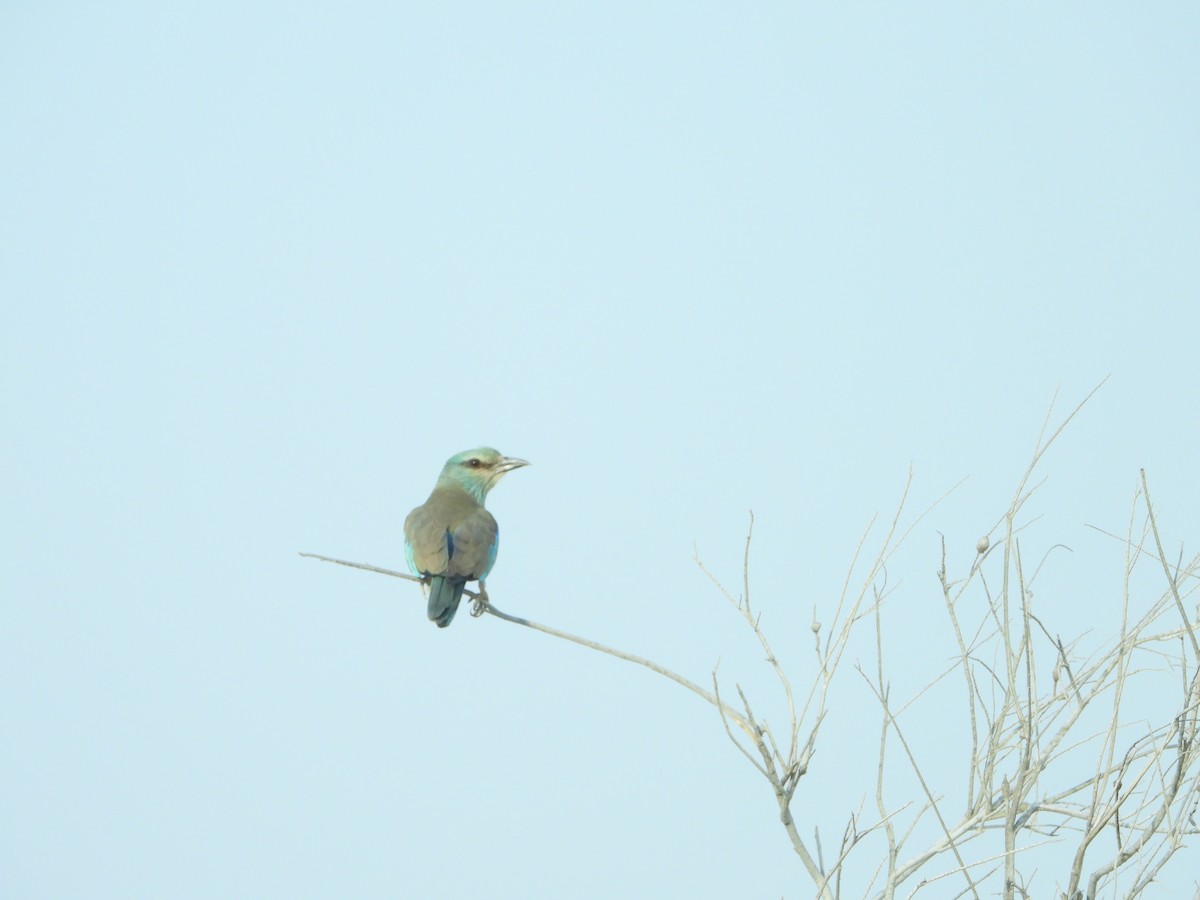 European Roller - Eitan C.