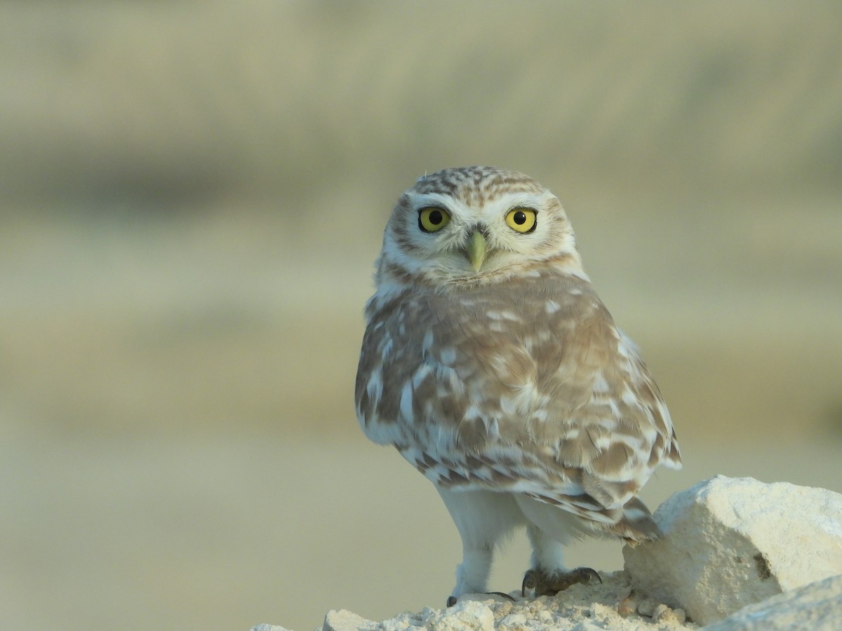 Little Owl - Eitan C.