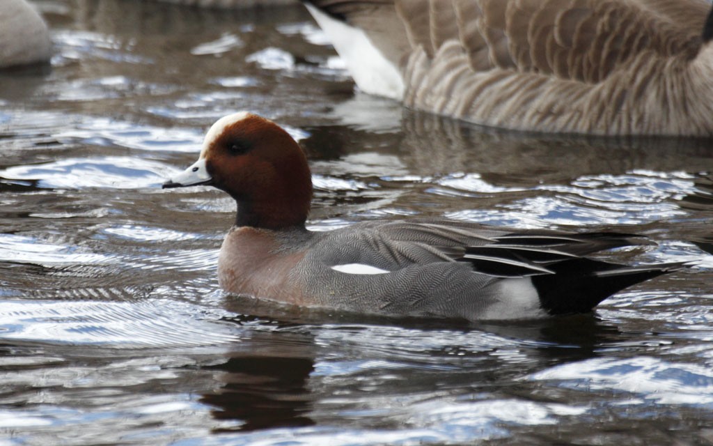 Eurasian Wigeon - Rees Bevan