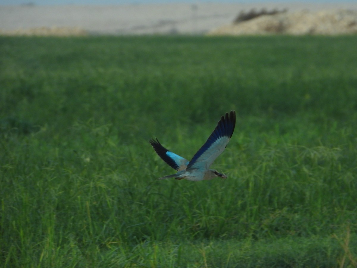 European Roller - Eitan C.